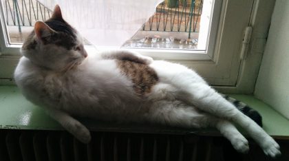 Draw me like one of your french cat.